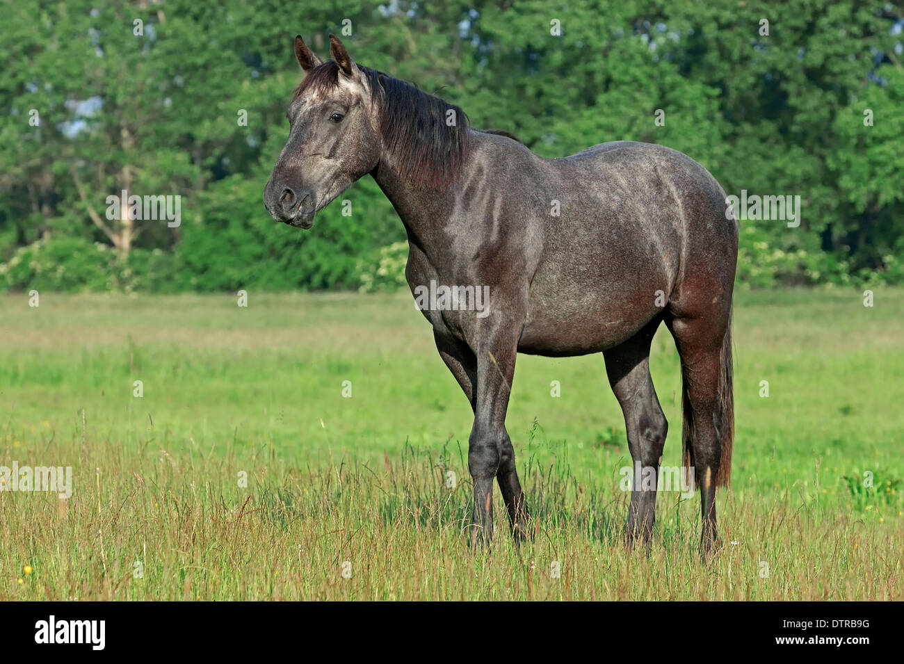 Cavallo di Vestfalia Foto Stock