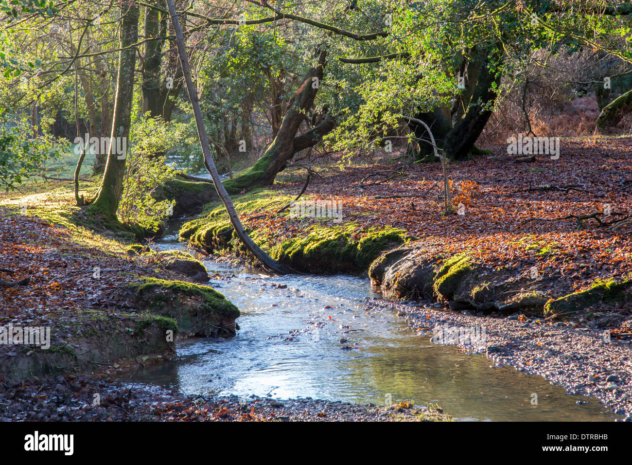 Esecuzione del flusso attraverso la Nuova Foresta bosco, Hampshire Foto Stock