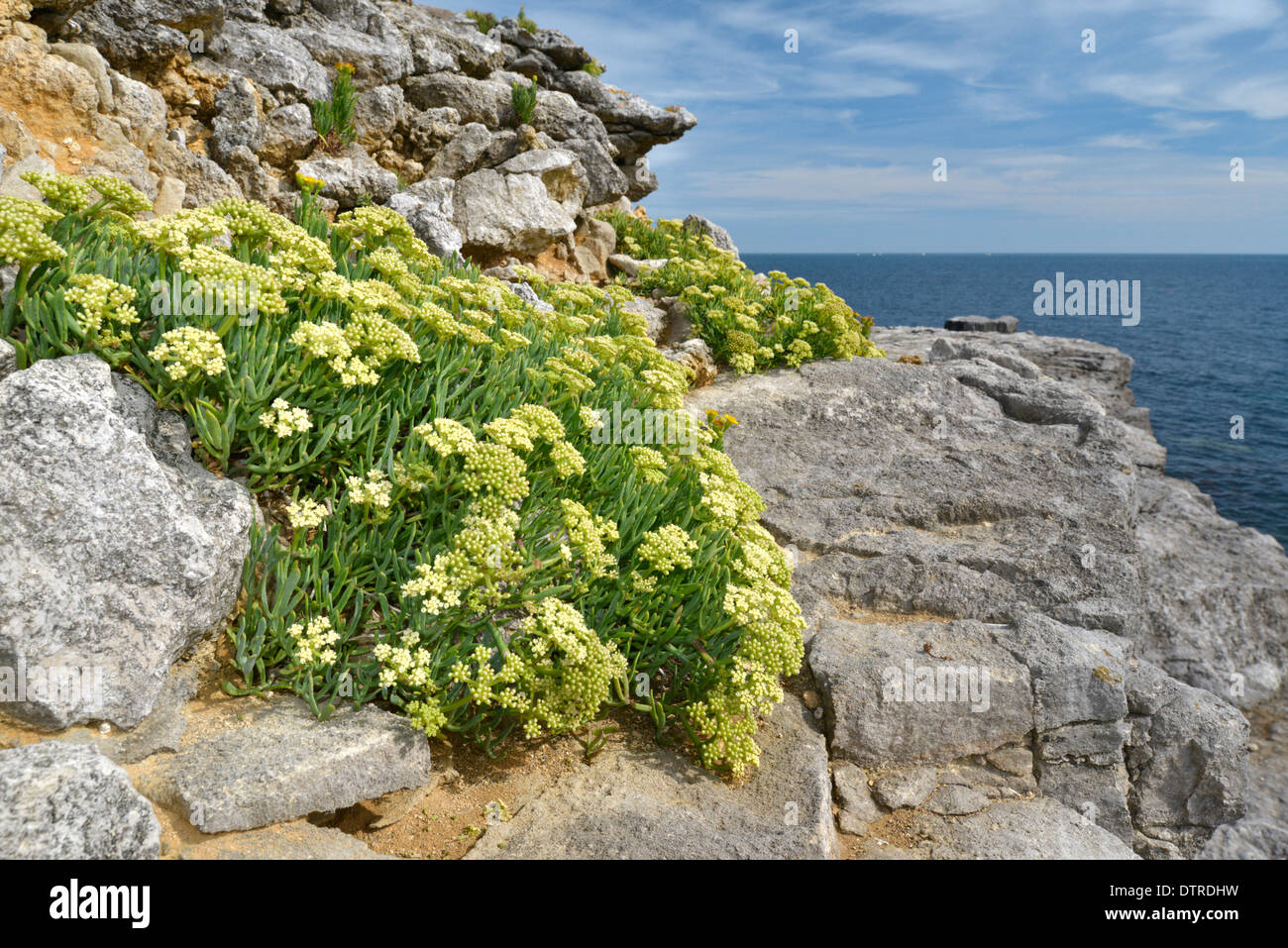 ROCK-SAMPHIRE Crithmum maritimum (Apiaceae) Foto Stock