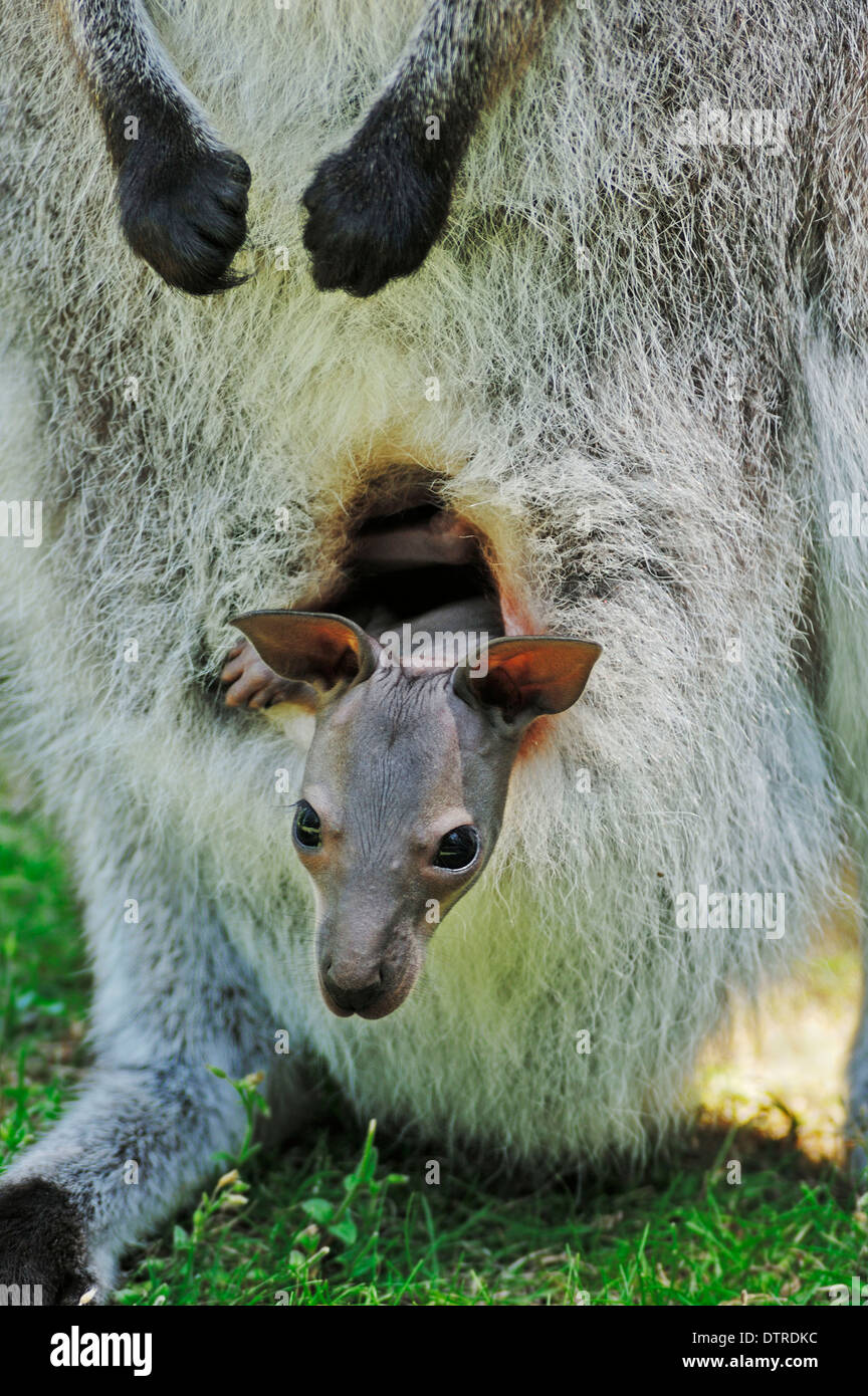 Rosso-un wallaby dal collo, Joey / (Macropus rufogriseus) / Bennetts Wallaby Foto Stock
