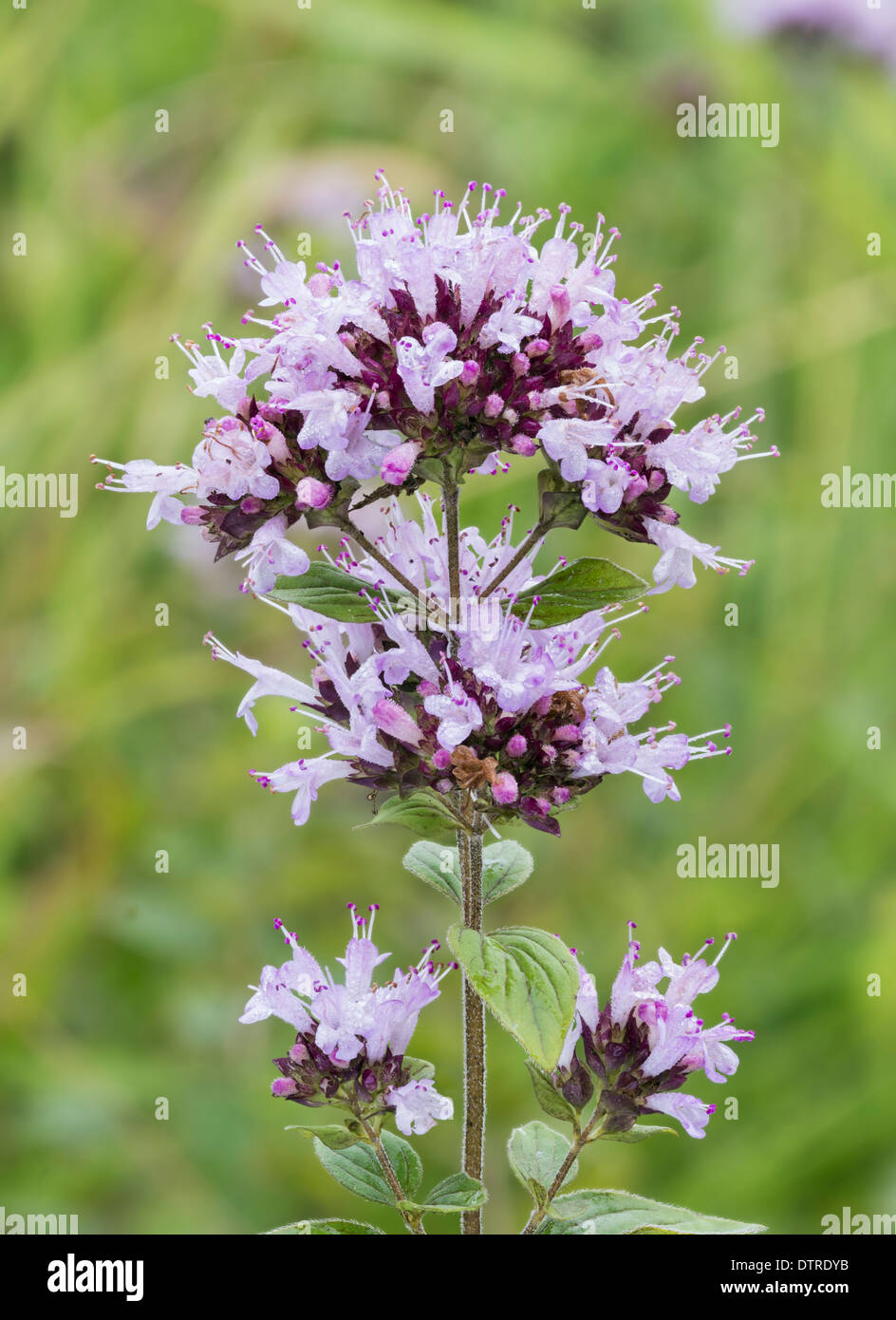 Maggiorana origano wild Origanum majorana; Foto Stock