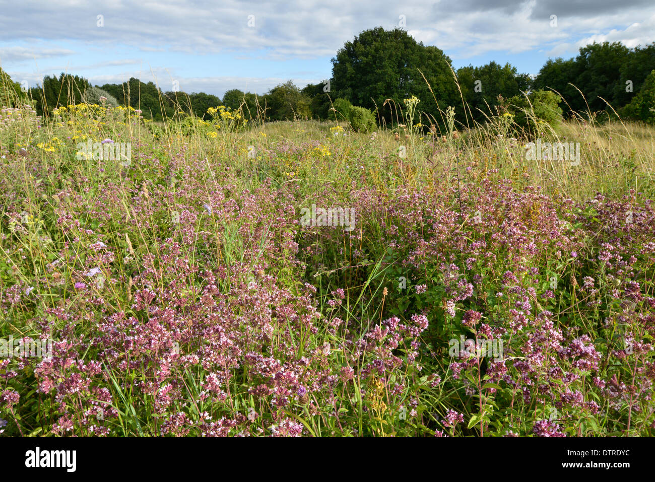 Origano Origanum vulgare (Lippenblütler) Foto Stock