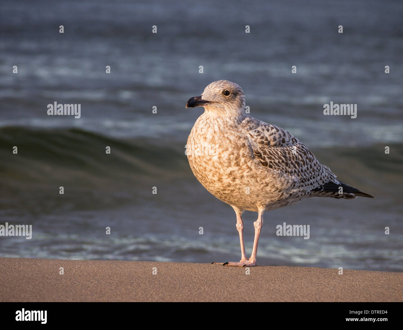 Una sea gull sulla riva del Mar Baltico Foto Stock