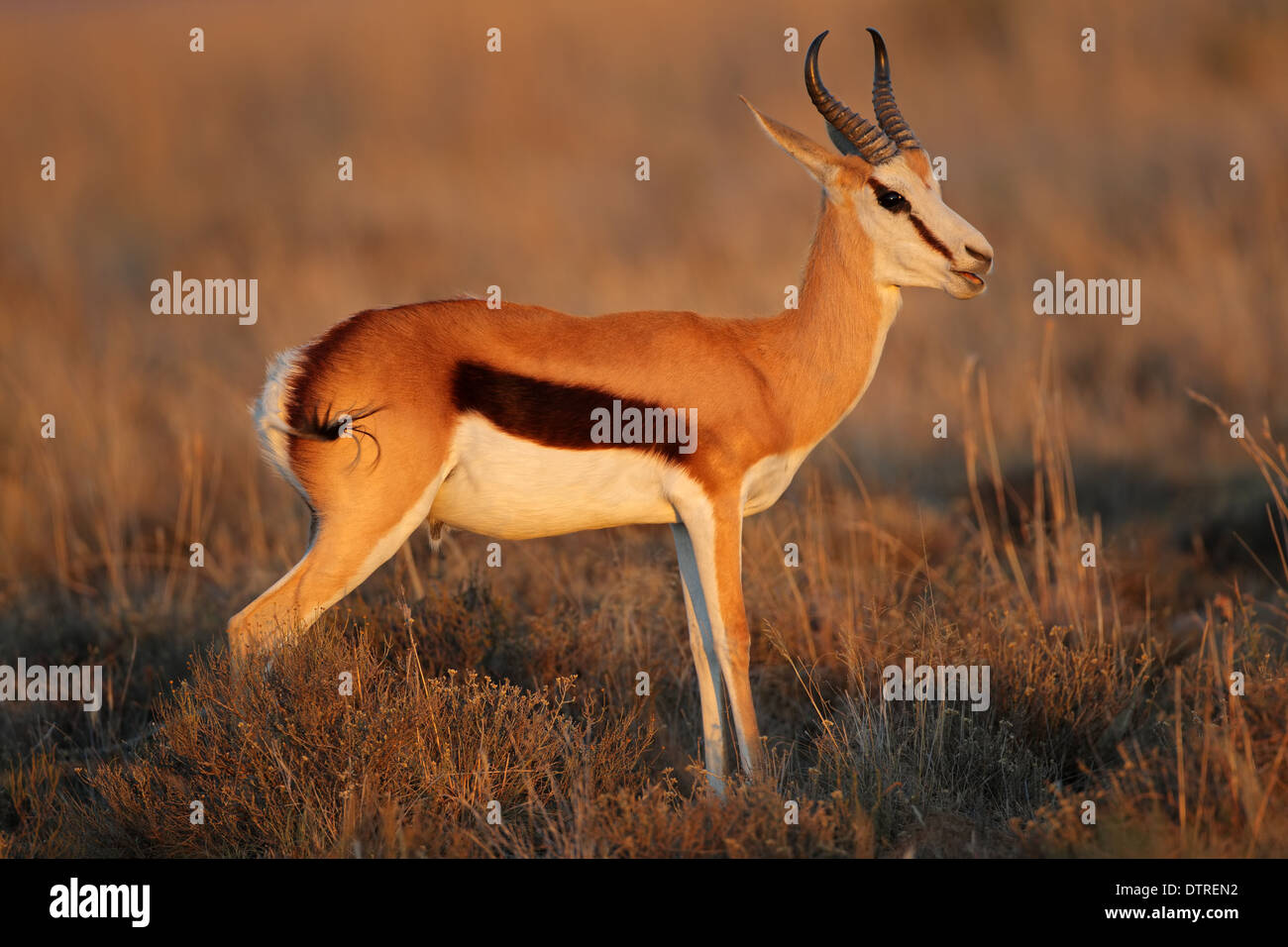 Springbok antilope (Antidorcas marsupialis) nel tardo pomeriggio di luce, Sud Africa Foto Stock