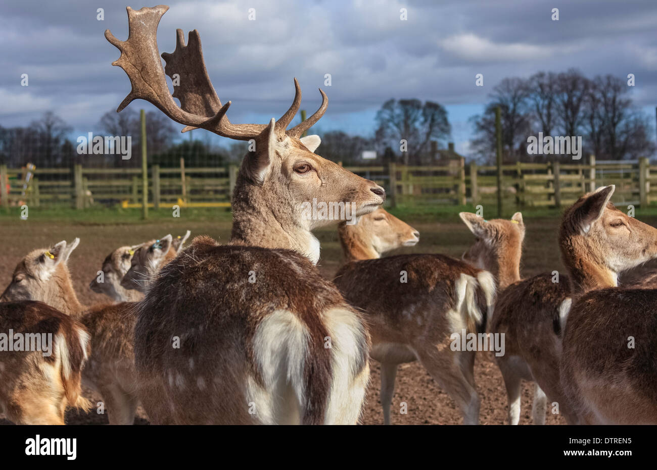 Daini al bianco Post Farm, Farnsfield, Nottinghamshire, Regno Unito Foto Stock