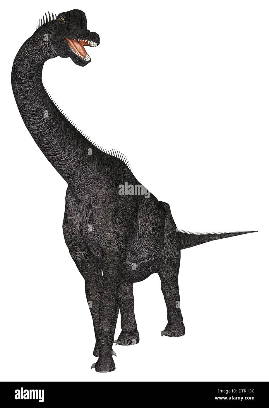 3D render digitale di un dinosauro Brachiosaurus isolati su sfondo bianco Foto Stock