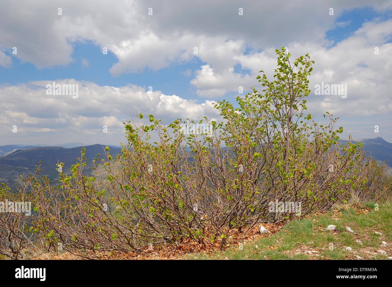 Unione di faggio o comuni di faggio (Fagus sylvatica) formata dal vento, Provence-Alpes-Côte d'Azur, in Francia meridionale Foto Stock