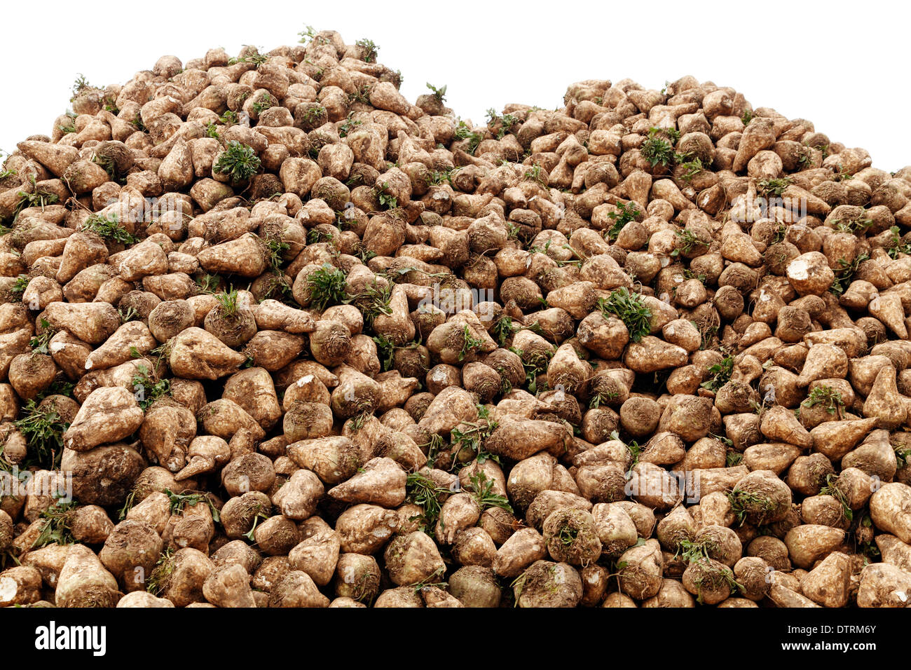 La barbabietola da zucchero, raccolte, Norfolk, Inghilterra raccolto di barbabietole da zucchero agricoltura Foto Stock