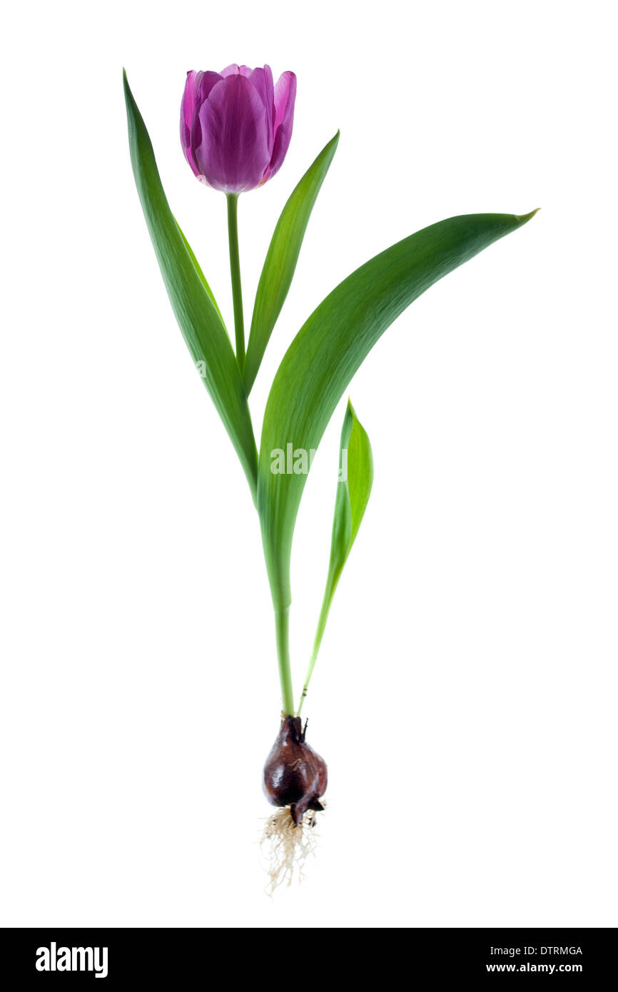 Tulipa negrita Foto Stock