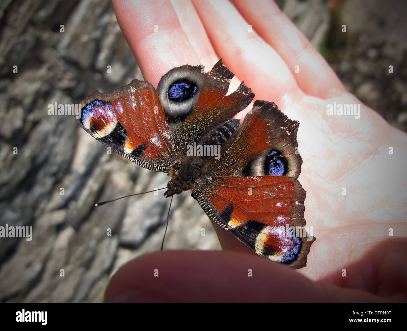 Farfalla pavone a portata di mano Foto Stock