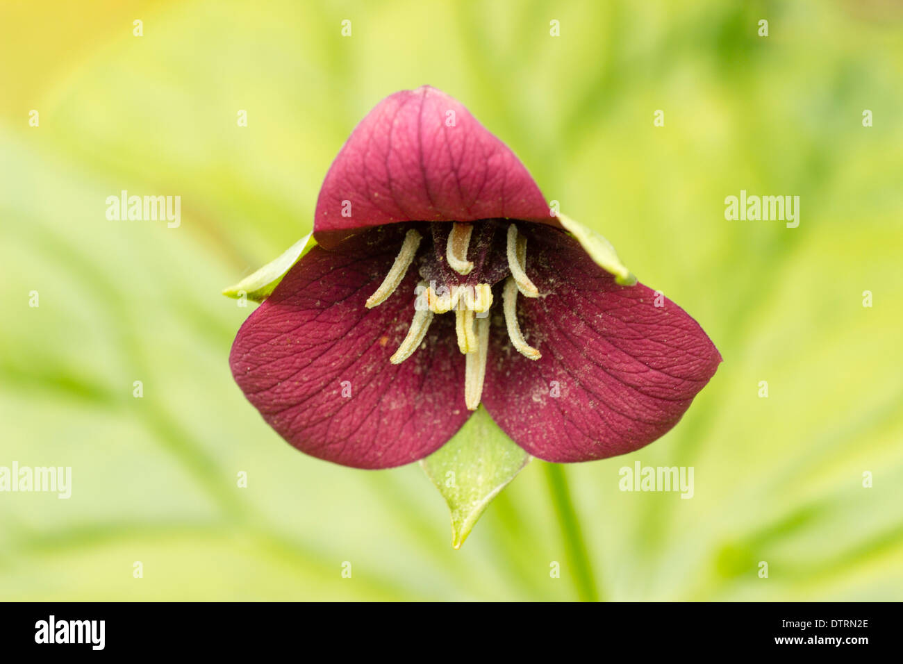 Fiore isolato di Rosso Trillium, Trillium erectum, contro un diffuso sfondo verde Foto Stock