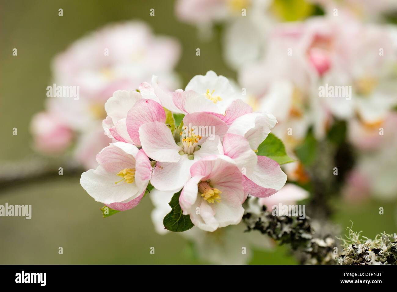 Apple Blossom in un frutteto a molla Foto Stock