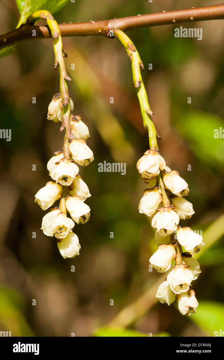 Fiori penzolanti dell'spiketail, Stachyurus praecox, aperto per impollinazione nei primi giorni di aprile Foto Stock