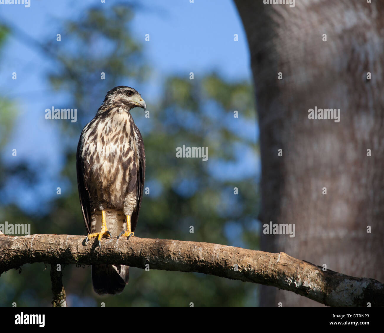 Mangrovie Black Hawk (Buteogallus anthracinus subtilis) uccello giovanile arroccato su ramo di albero nella penisola di Osa, Costa Rica Foto Stock