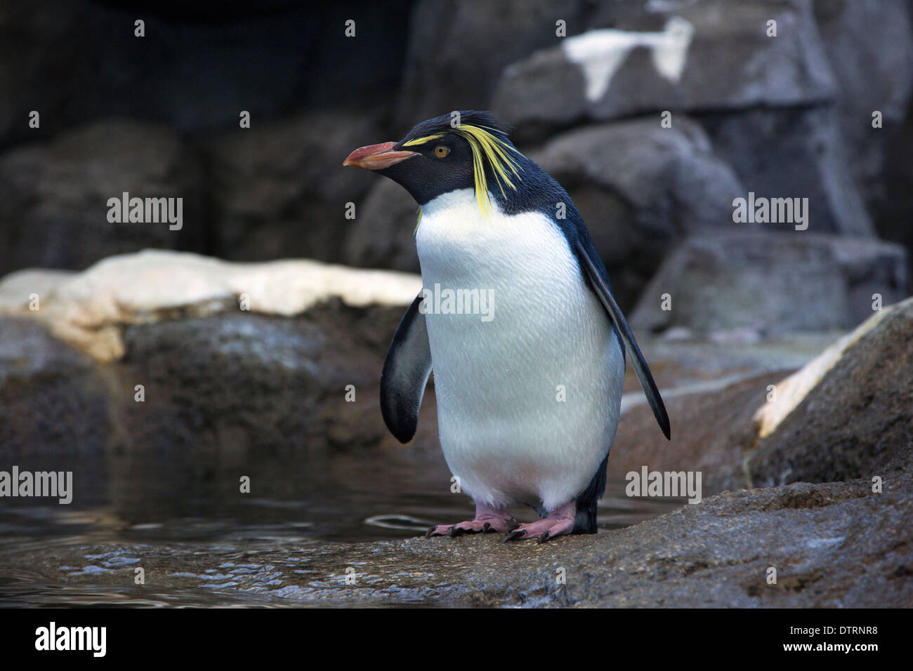 Pinguino saltaroccia in zoo Foto Stock