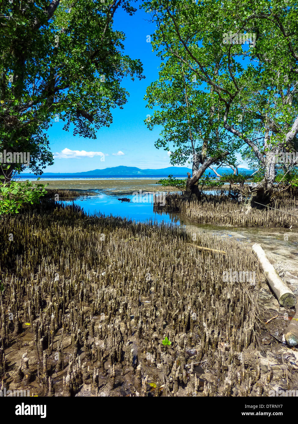 Mangrove a Bunaken Island a Sulawesi, Indonesia Foto Stock