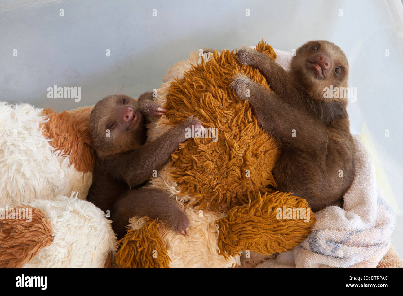 Baby Hoffmann la due-toed bradipi (Choloepus hoffmanni) con giocattoli imbottiti in vivaio a bradipo Santuario Foto Stock