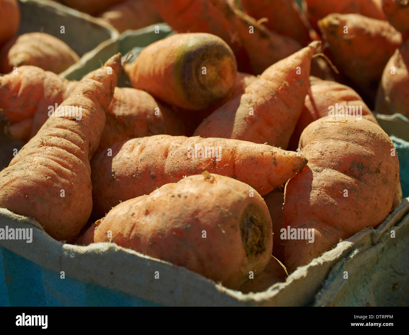 Le carote sul display, Union Square, Greenmarket New York City, Stati Uniti d'America Foto Stock