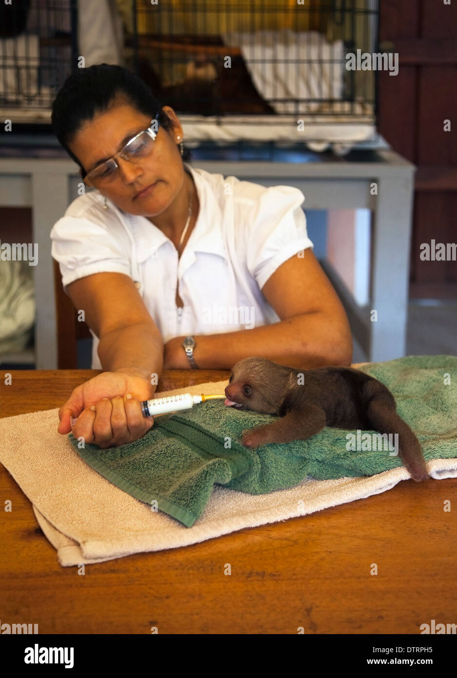 Il guardiano che allatta il bambino orfano Hoffmann's Two-Toed Sloth (Choloepus hoffmanni) con una siringa presso il Santuario di Sloth in Costa Rica Foto Stock