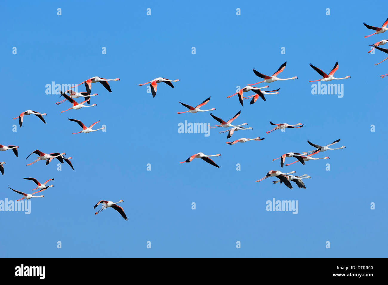 Fenicottero maggiore, la Camargue, la Provenza, Francia meridionale / (Phoenicopterus ruber roseus) Foto Stock