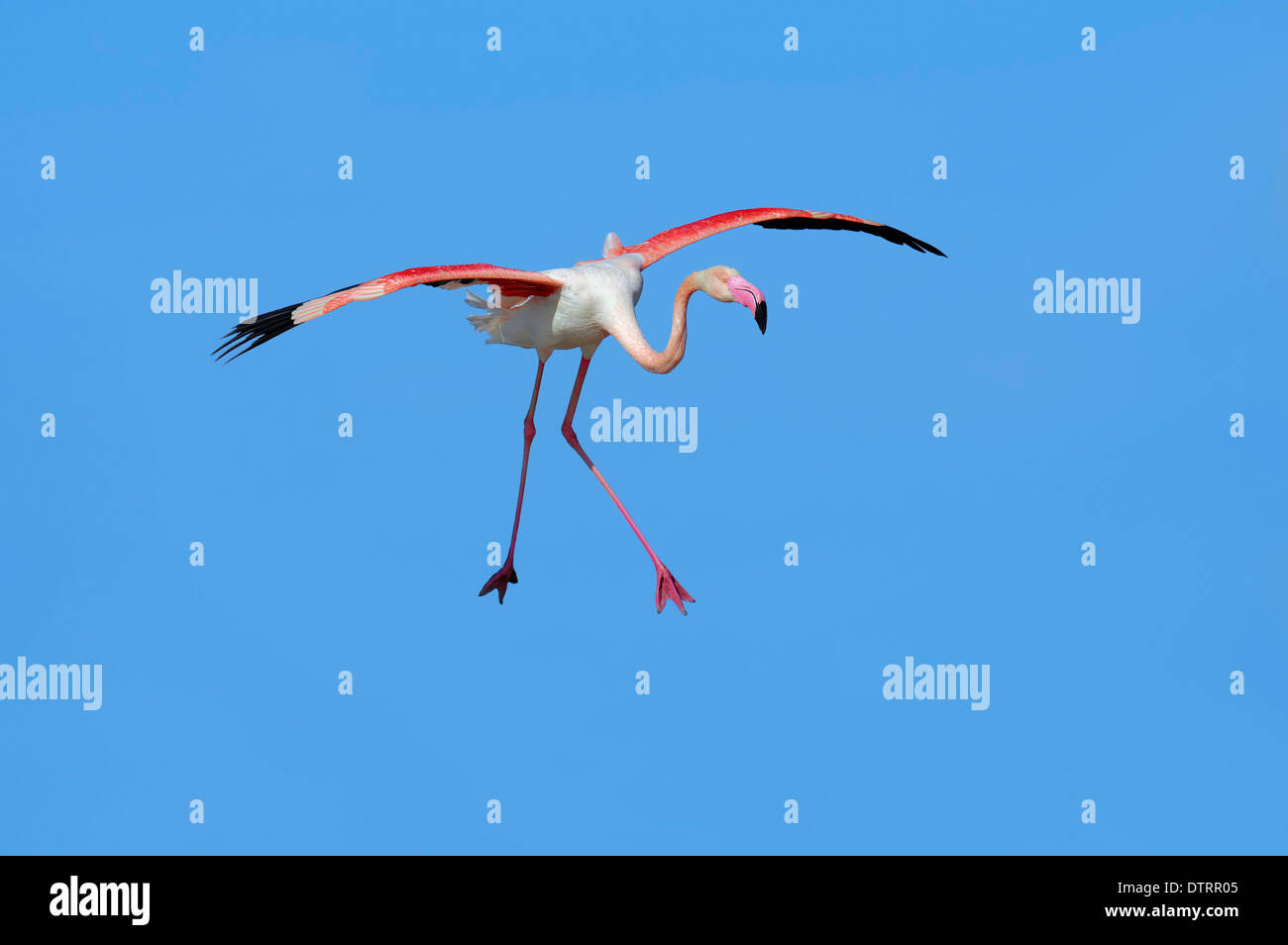 Fenicottero maggiore, la Camargue, la Provenza, Francia meridionale / (Phoenicopterus ruber roseus) Foto Stock
