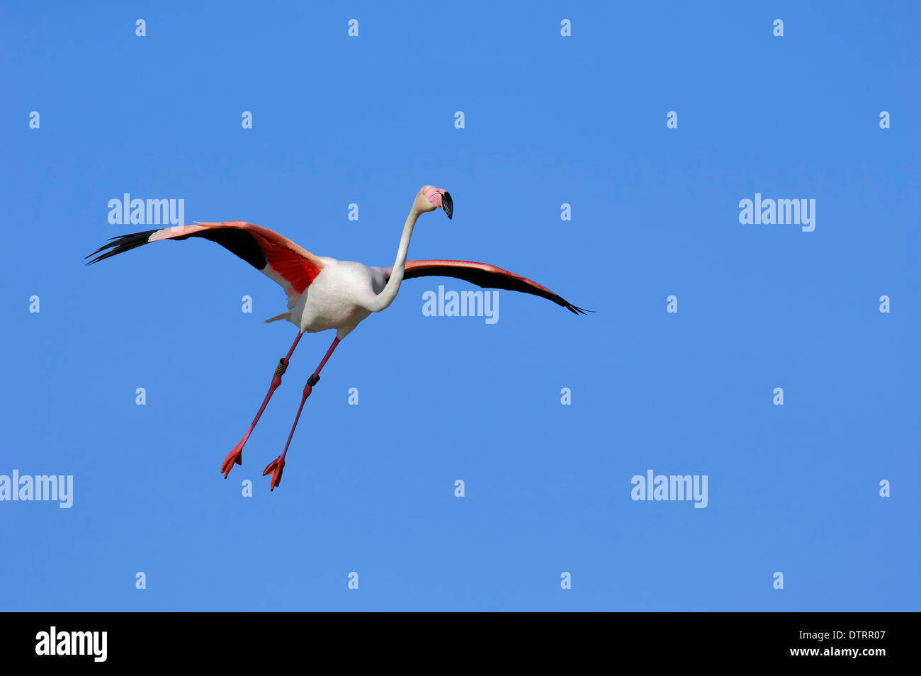 Fenicottero maggiore, la Camargue, la Provenza, Francia meridionale / (Phoenicopterus ruber roseus) Foto Stock
