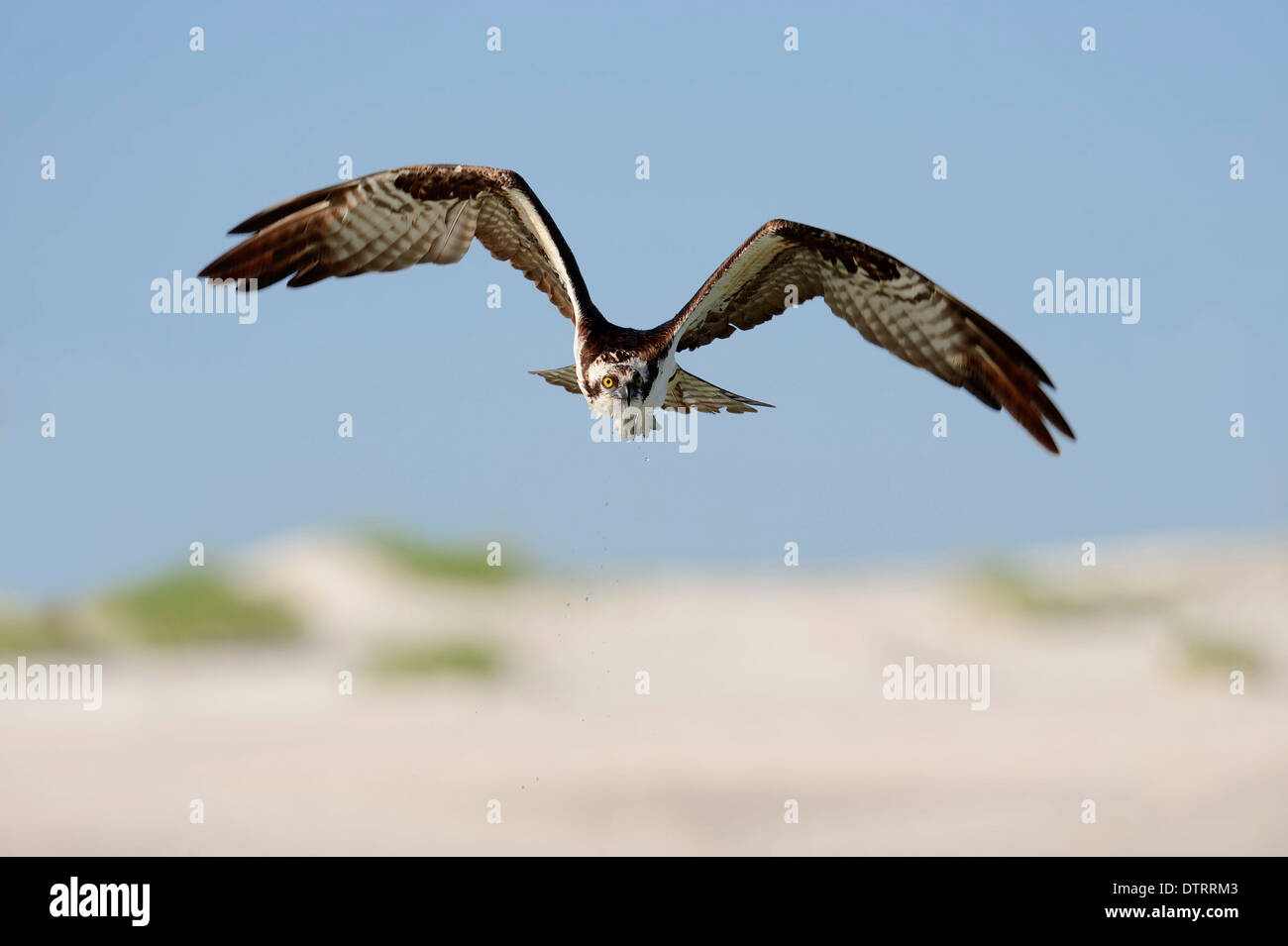 Osprey, Florida, Stati Uniti d'America / (Pandion haliaetus) Foto Stock