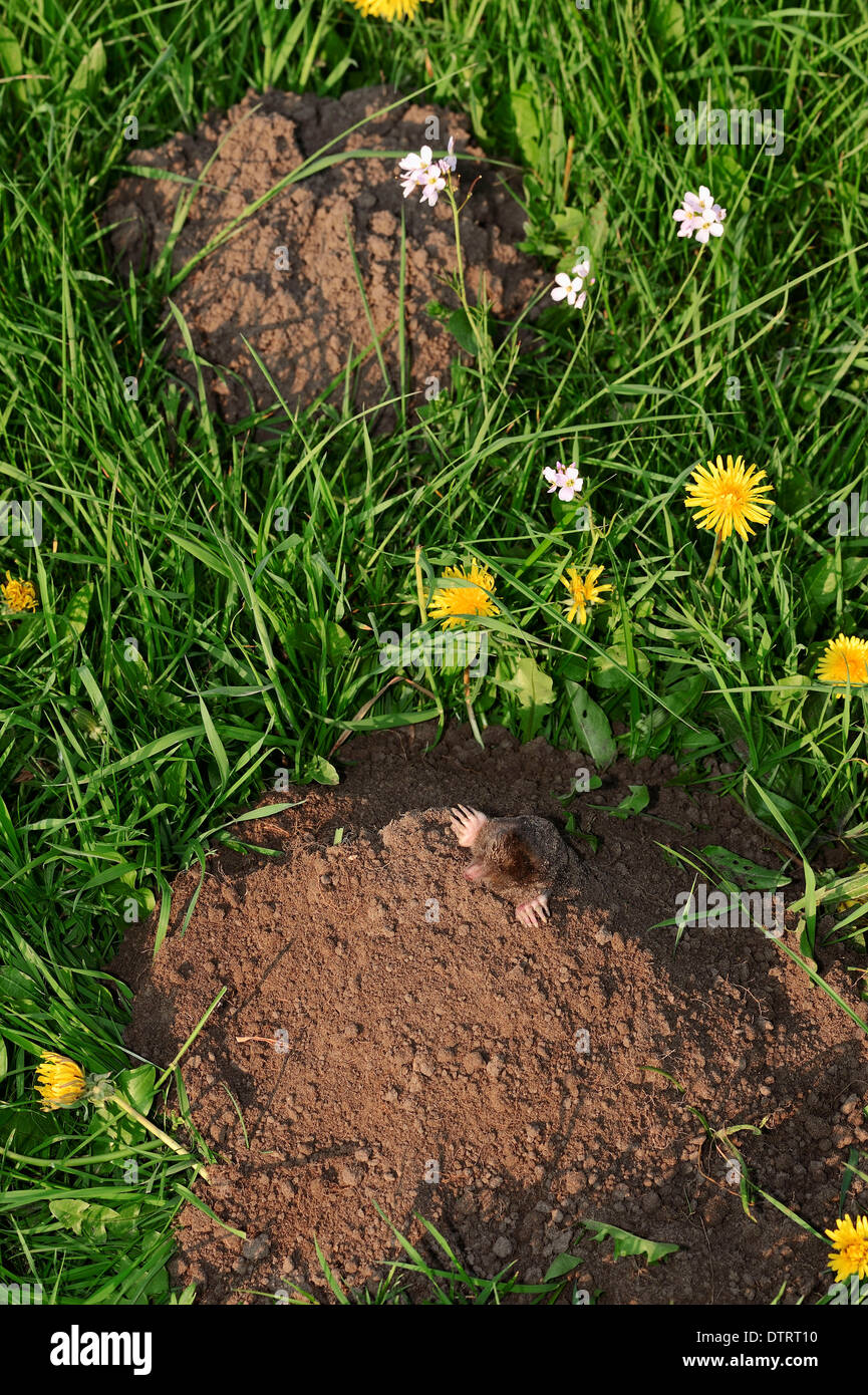 Unione Mole, Renania settentrionale-Vestfalia, Germania / (Talpa europaea) / mole hill Foto Stock