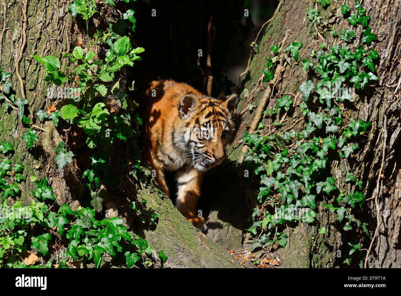 Giovane tigre di Sumatra / (Panthera tigris sumatrae, Panthera sumatrae) Foto Stock