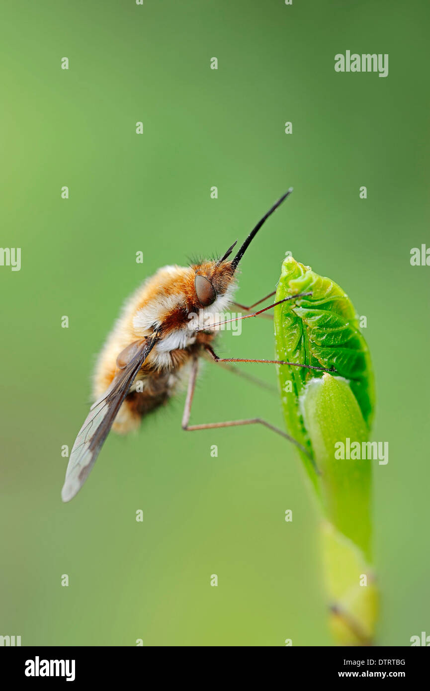 Maggiore Bee Fly, Renania settentrionale-Vestfalia, Germania / (Bombylius major) / Bee-fly Foto Stock