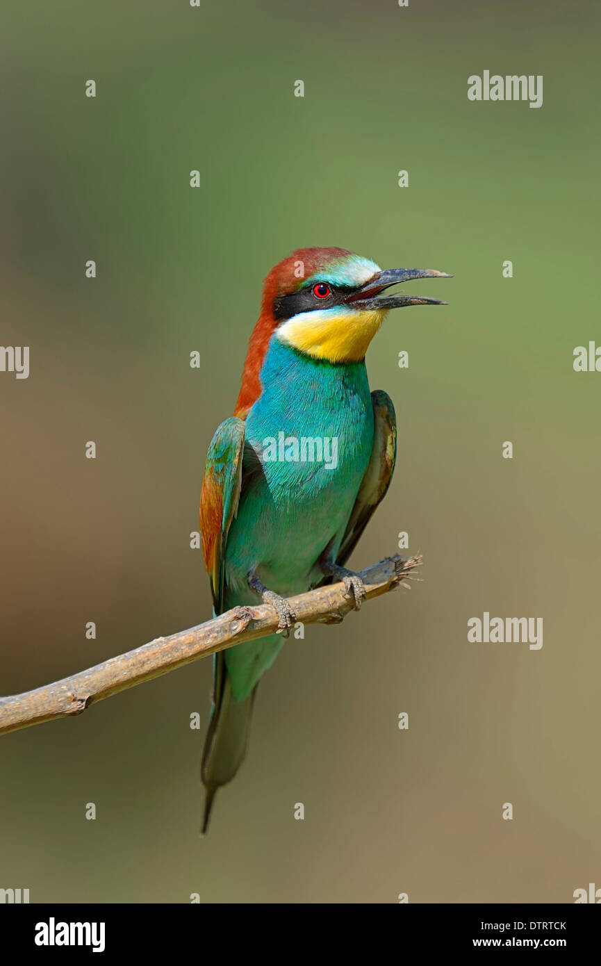 Unione gruccione, Grecia / (Merops apiaster) Foto Stock