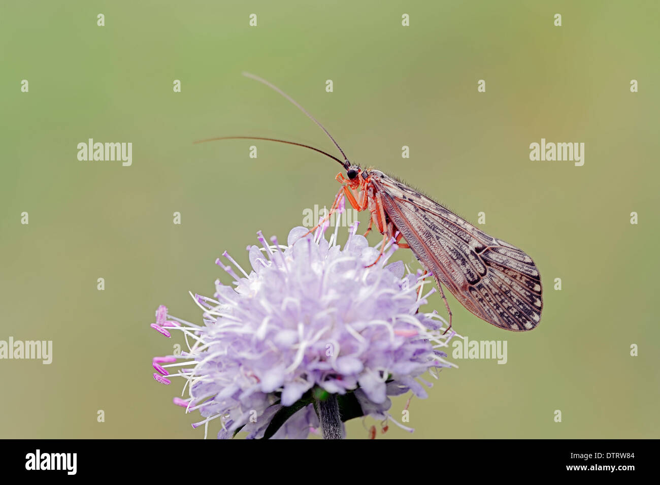 Caddis Fly e Devil's-bit Scabious, Baviera, Germania / (Halesus tesselatus), (Succisa pratensis Scabiosa succisa) / Caddisfly Foto Stock