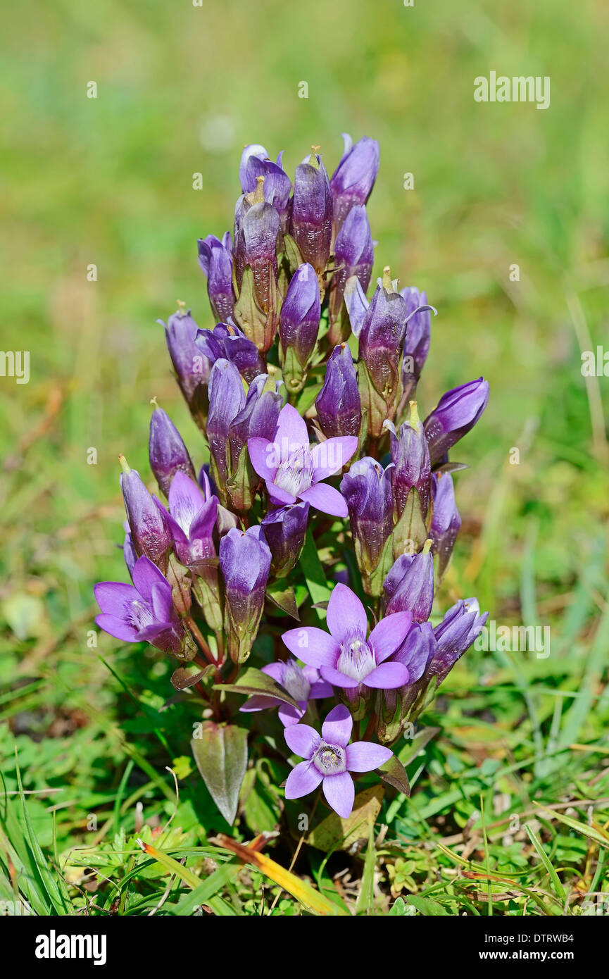 Chiltern Genziana, Baviera, Germania / (Gentianella germanica, Gentiana germanica) Foto Stock