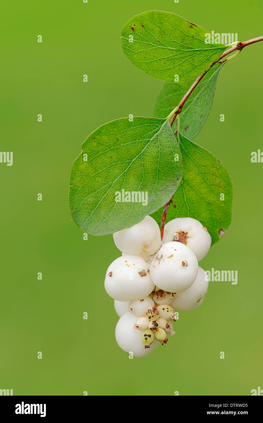 Snowberry comune, bacche / (Symphoricarpos albus) Foto Stock