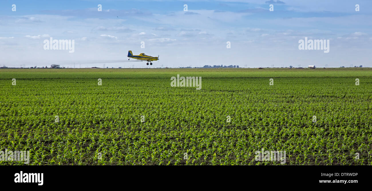Belle Glade, Florida - un raccolto duster SPRAY ANTIPARASSITARIO sulle piante di mais. Foto Stock