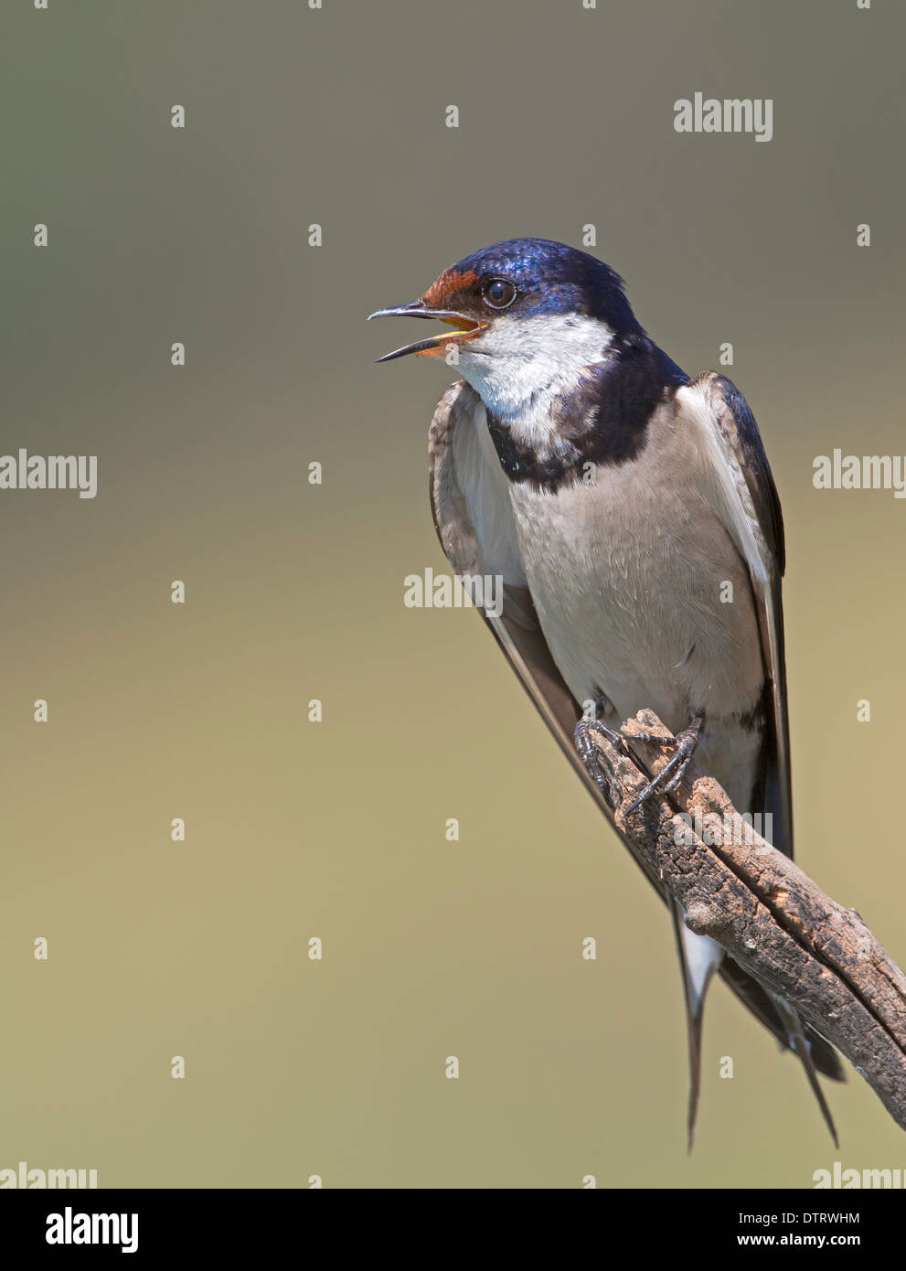 Whitethroated swallow chiamando Foto Stock