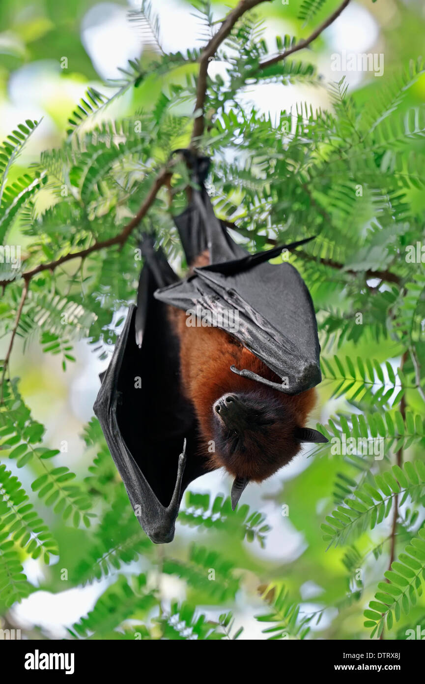 Indian Flying Fox, Uttar Pradesh, India / (Pteropus giganteus) Foto Stock