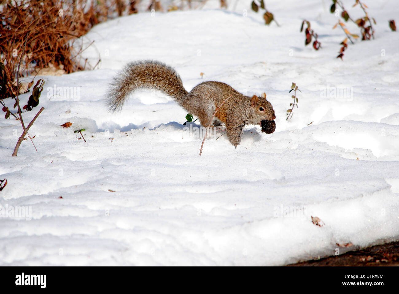 Scoiattolo grigio,rovistando nella neve profonda. Foto Stock