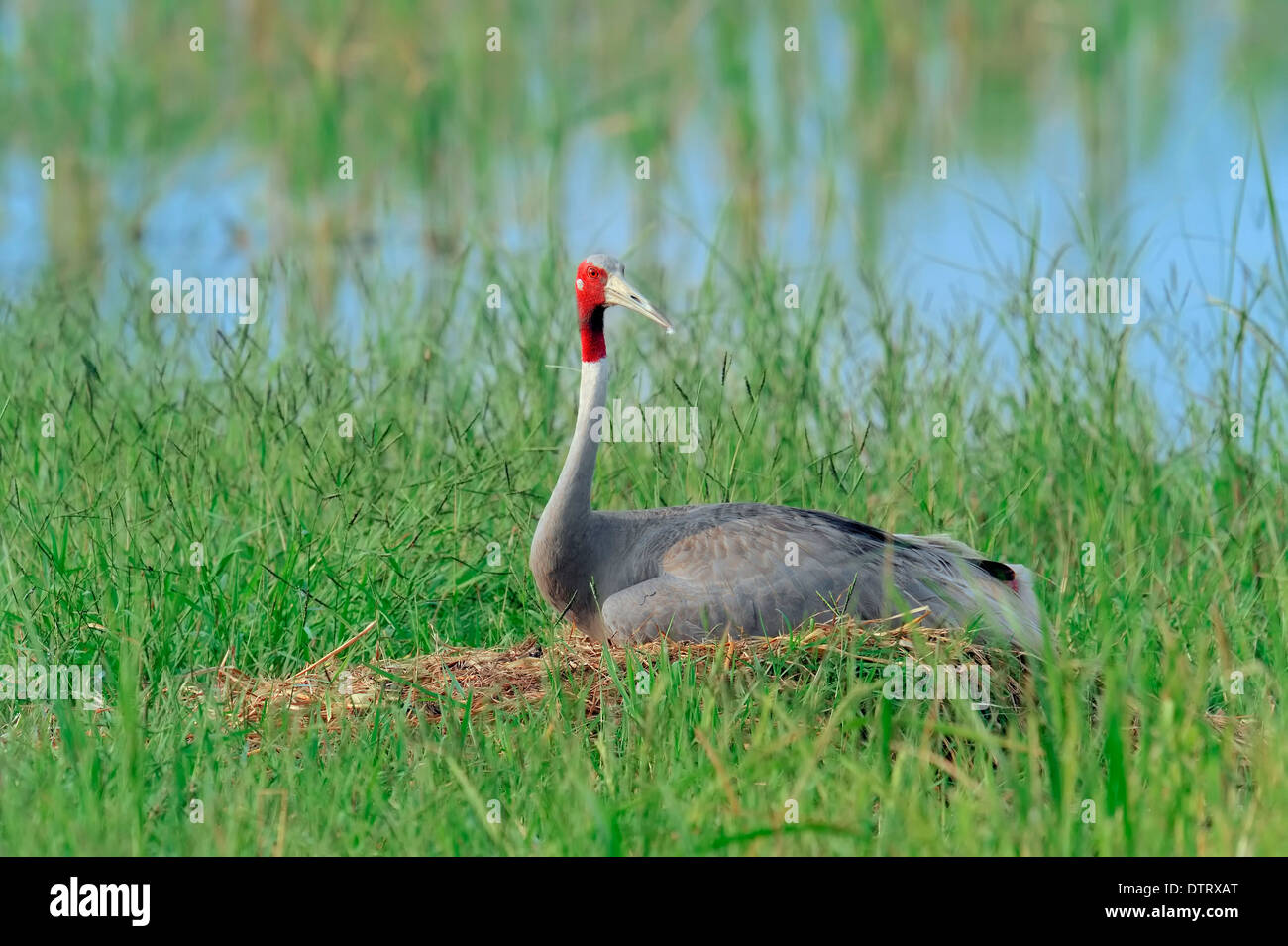 Sarus gru sul nido, Rajasthan, India / (Grus antigone) Foto Stock