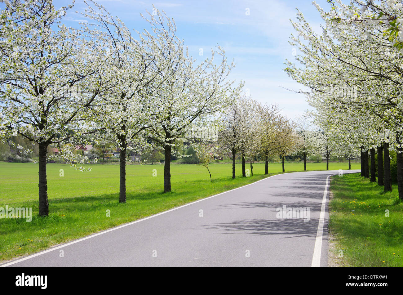 Kirschbluetenallee - fiore di ciliegio avenue 02 Foto Stock