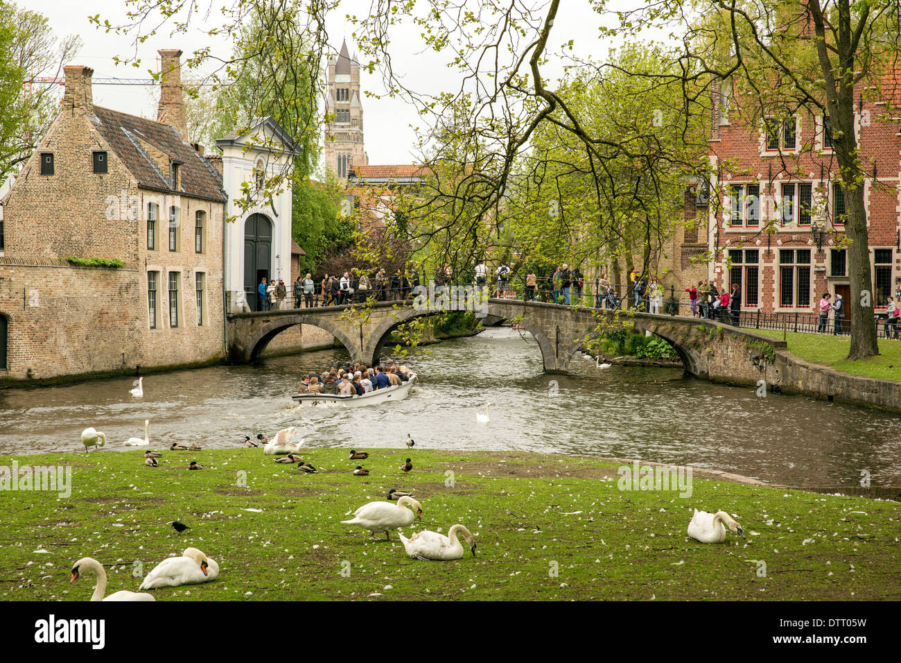 Cigni bianchi e anatre che poggiano su un terrapieno come turisti godetevi un giro in barca intorno i canali del centro storico di Bruges in Belgio Foto Stock