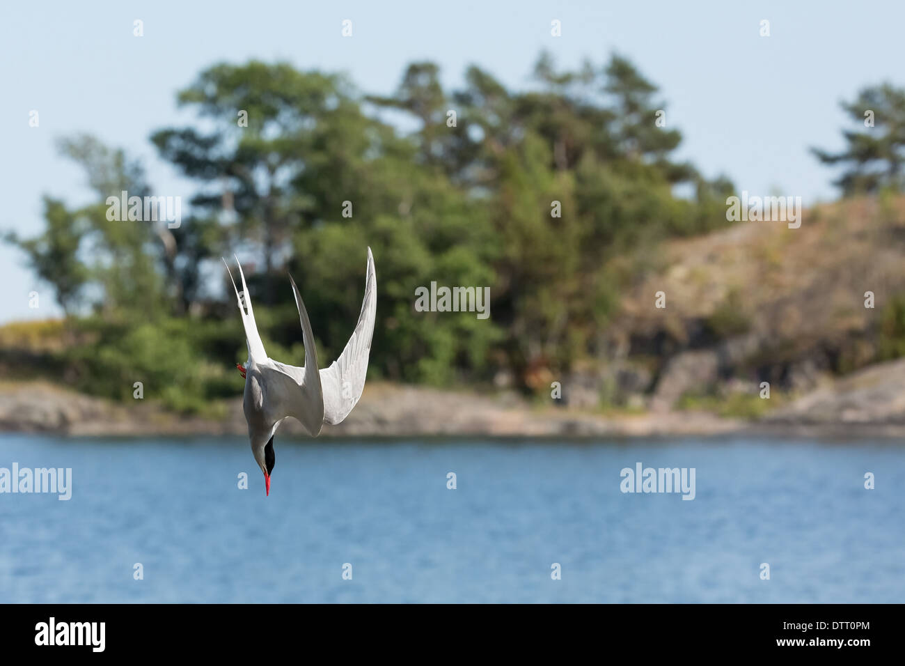 Una Sterna hirundo bird in immersione per un pesce, Kirkkonummi, Finlandia, UE Foto Stock