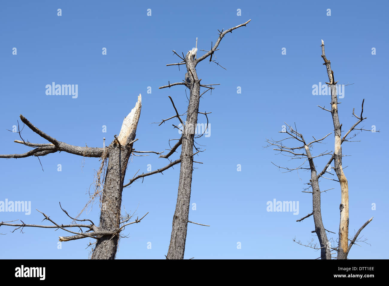 Morto pino contro un cielo blu Foto Stock