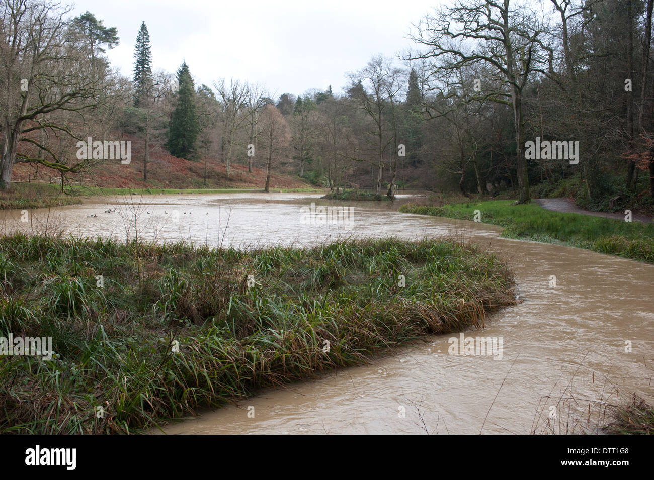 Le inondazioni del fiume Loder, West Sussex, Regno Unito. Febbraio 2014 Foto Stock
