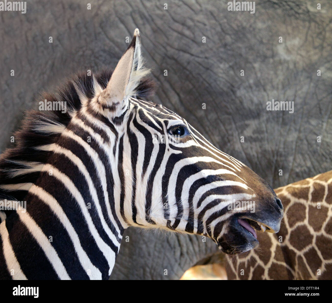 Le pianure zebra Equus quagga, noto anche come il comune o zebra Burchell's zebra Foto Stock