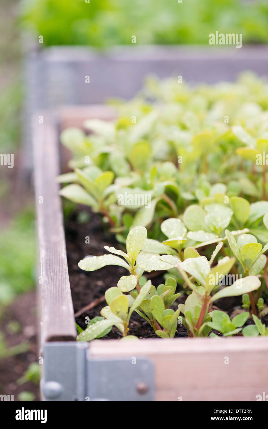 Garden vegetali che crescono in letto di verdure Foto Stock