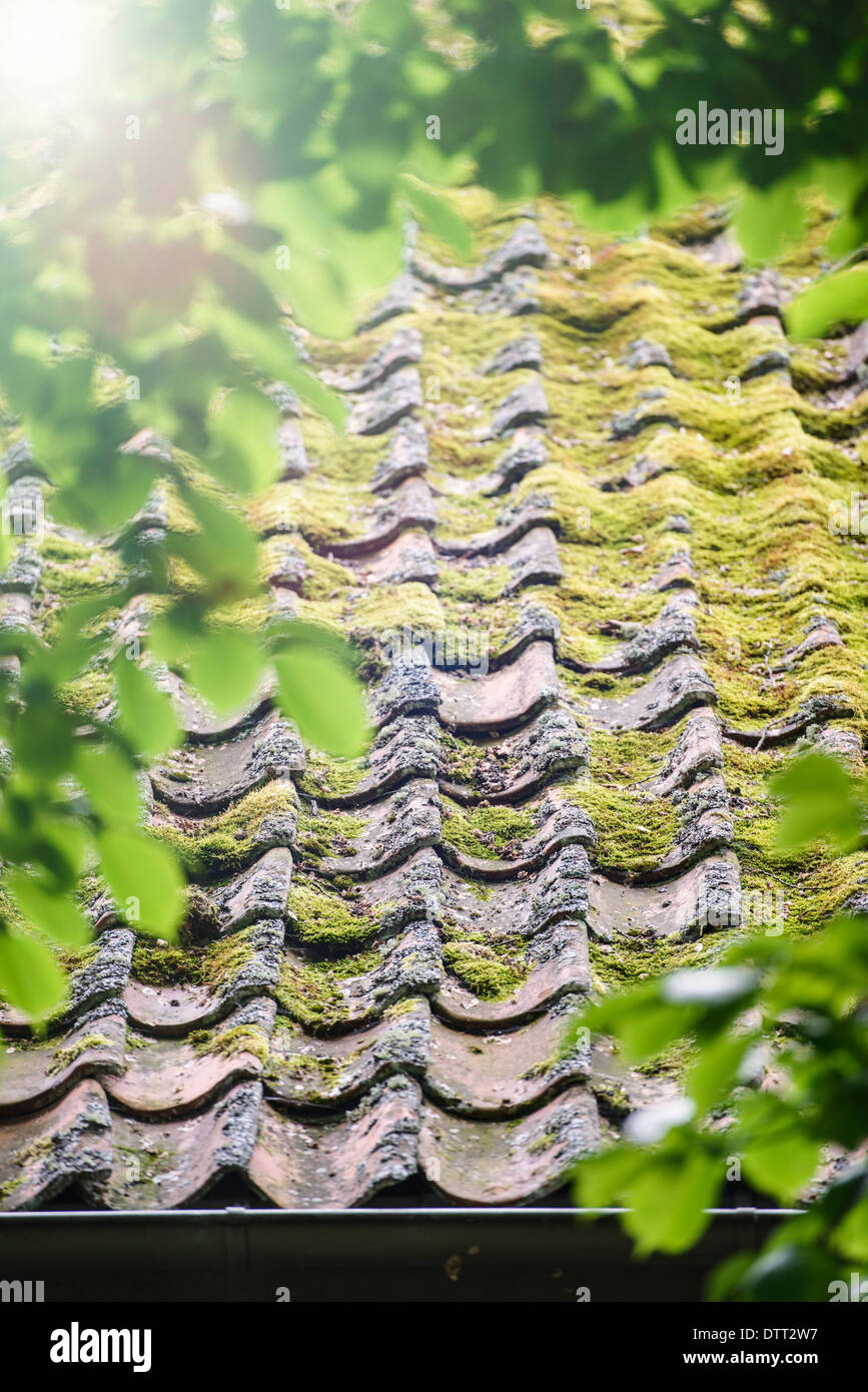 Esterno della vecchia tegola spiovente del tetto della casa in Svezia con la luce del sole che splende attraverso i rami degli alberi Foto Stock