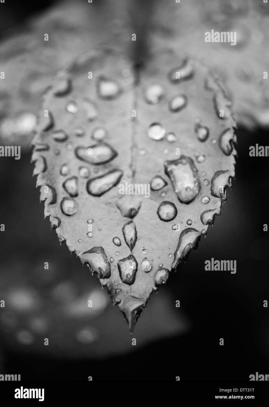Close up di foglia bagnata con goccioline di acqua Foto Stock