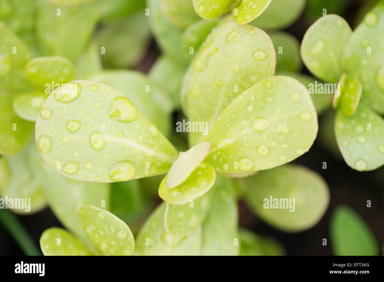 Close up wet foglia verde con goccioline di acqua Foto Stock