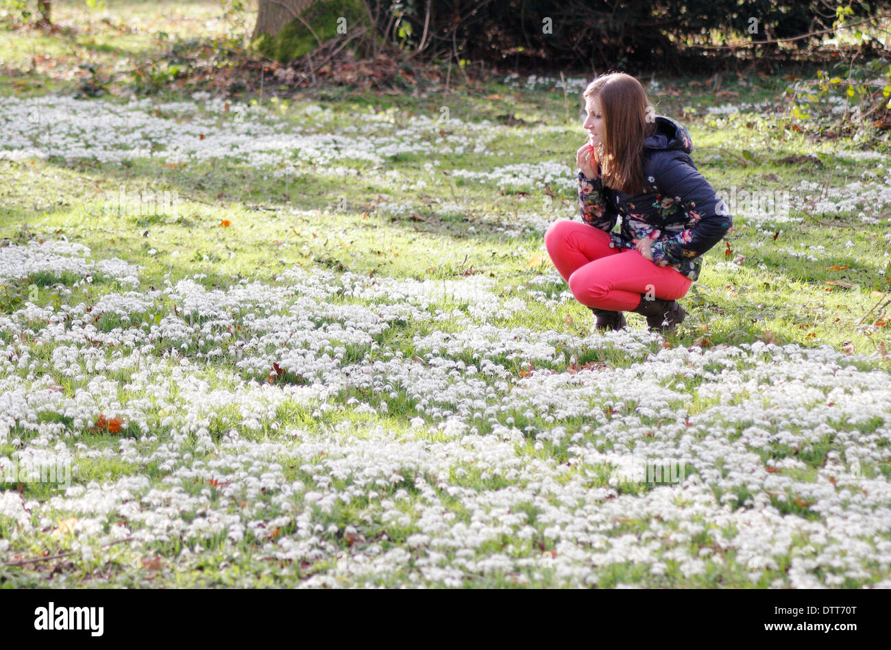 Giovane donna, inizio 20's, ammirando bucaneve (Galanthus nivalis) in legno di latifoglie a Hodsock Priory, Nottinghamshire, England, Regno Unito Foto Stock